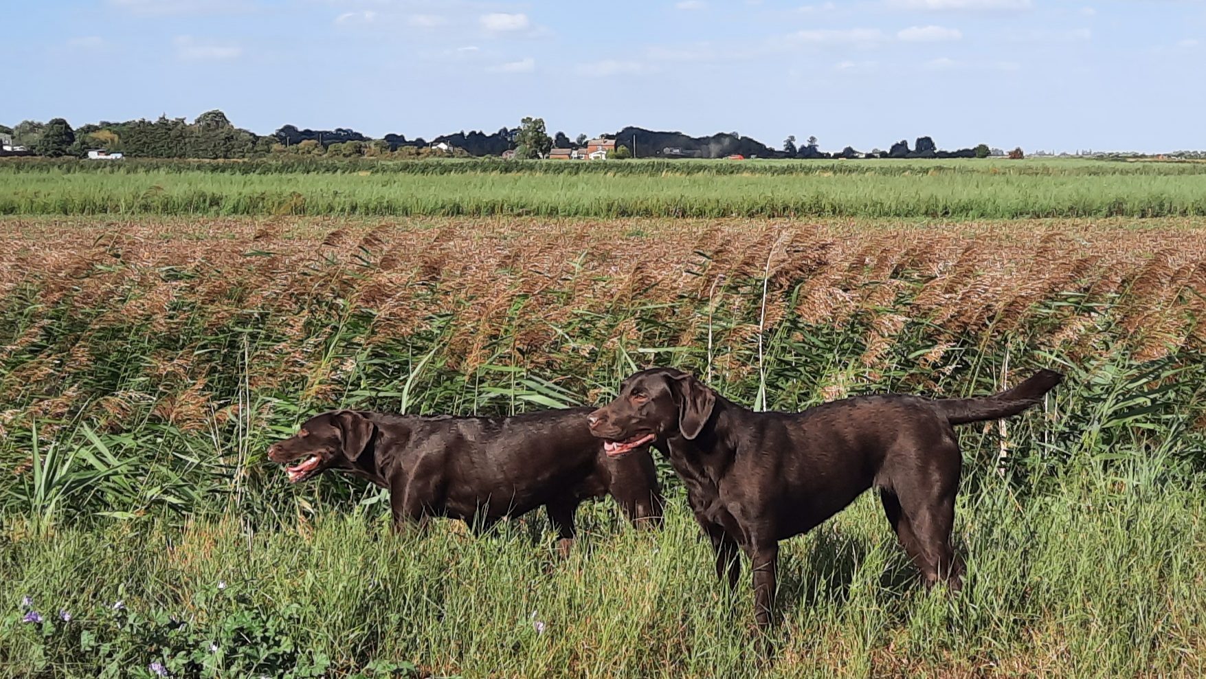 Hazel and her mother Chestnut