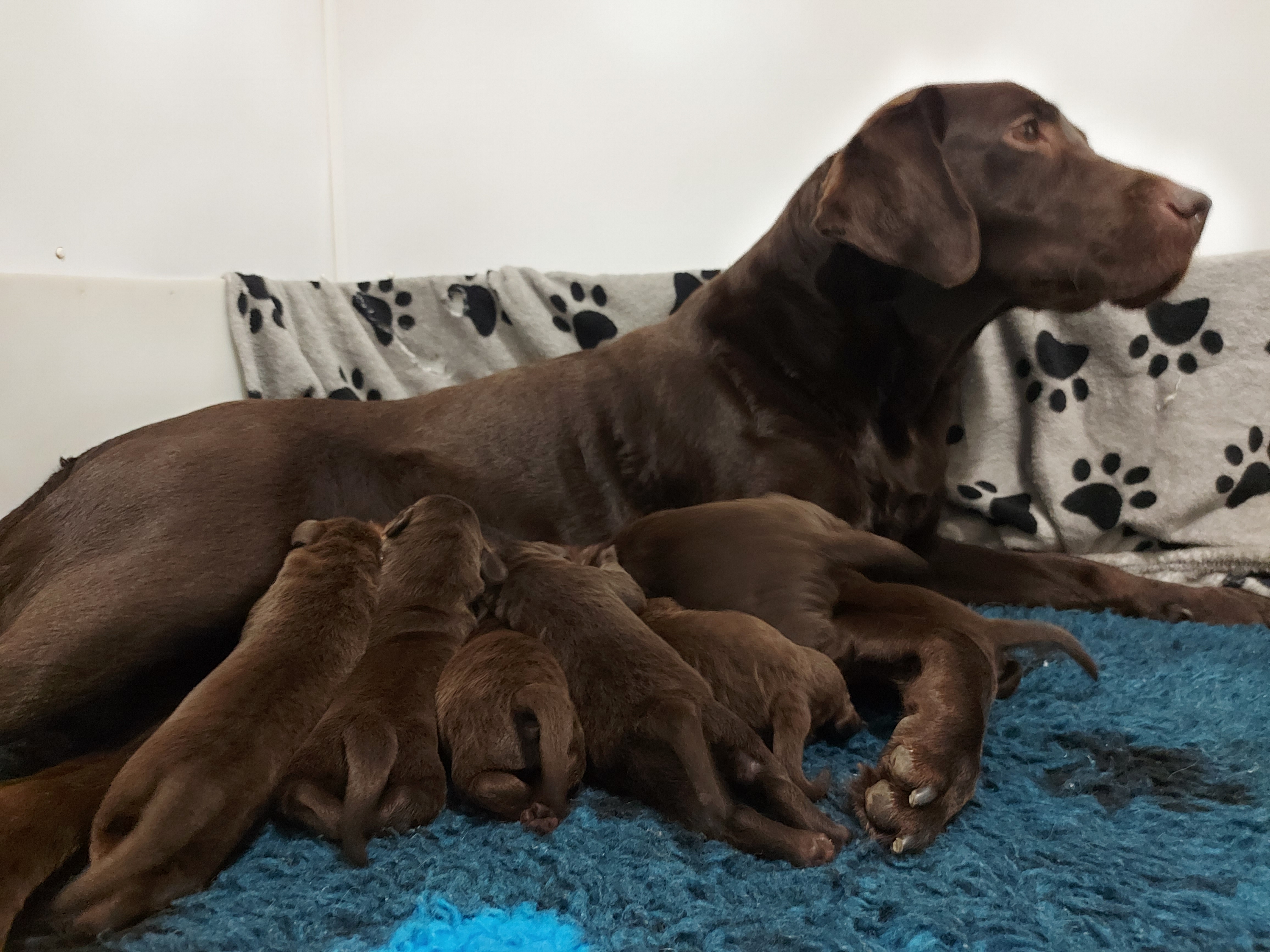 Chasse Au Labrador Chocolat